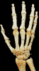 Ossa della mano